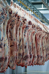 Carcass meat in cold storage room. Industrial meat production line.