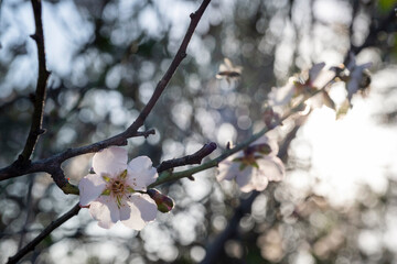 almond  blossom in spring