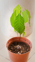 Young avocado plant grown from seed in pot outdoor terrace