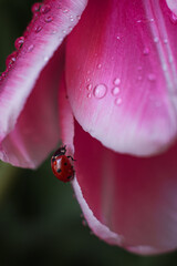 ladybug on pink flower © TATIANA