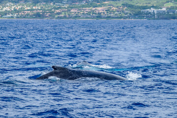 Naklejka premium Humpback whale, Maui, Hawaii, USA.