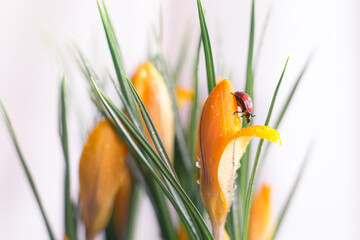 spring orange crocus flower with ladybug