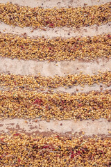 Kauai Coffee beans drying, Kauai, Hawaii, USA.