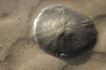 Fototapeta na wymiar Sand Dollar was walking on the beach in morning, at low tide it tried to return to the sea.