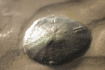 Sand Dollar was walking on the beach in morning, at low tide it tried to return to the sea.