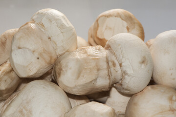 Amanita ponderosa mushroom of creamy white color with rusty tones, peeled for cooking, good edible, typical of the southwest of the Iberian Peninsula known there as 