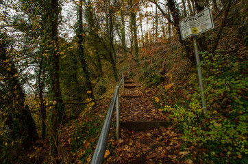 Treppe im Wald in der natur