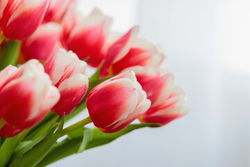 Red and white bud of a blooming tulip. Macro photography inside.