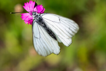 Black veined white butterfly sitting on the wild pink flower