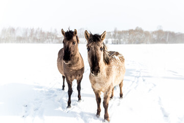 Naklejka premium Beautiful close-up of wild horses in winter