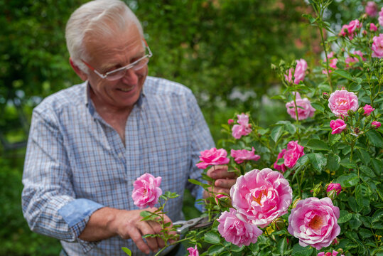 Senior man cut roses on a sunny day. Spring and summer gardening