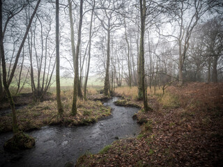 Woodland