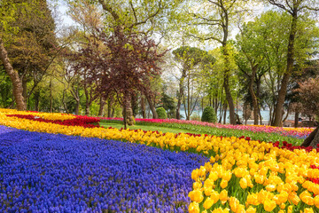 Amazing flowering garden, famous turkish park Emirgan Korusu in Istanbul during spring tulip festival, Turkey. Outdoor travel background, image with selective focus
