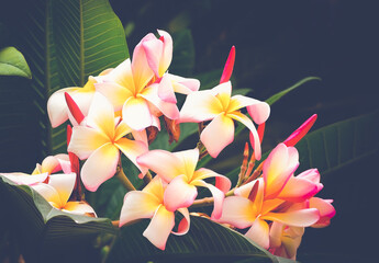 Vintage White - Pink frangipani flower bloom on the tree