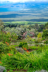 Ali'i Kula Lavender farm, Maui, Hawaii, USA.