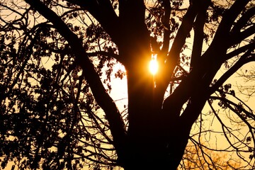 Abendsonne scheint durch einen kahlen Baum
