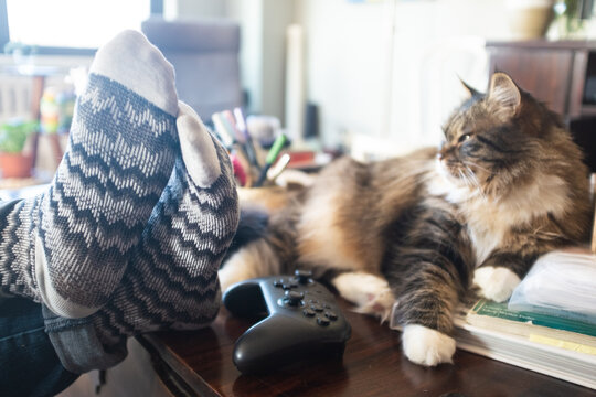 View Of A Reclining Woman's Feet In Socks, Up On A Cluttered Coffee Table With A Siberian Cat