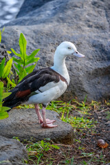 Black and white duck
