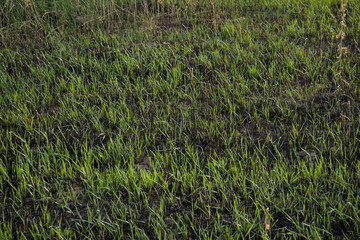 Obraz na płótnie Canvas Young shoots of fresh grass sprout on burning after a fire Destruction of life and pollution.