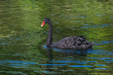 Black Swan