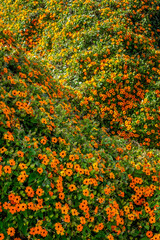 Black-eyed Susan vine