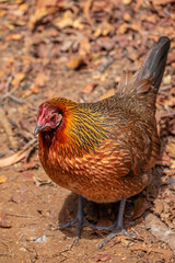 Feral chicken, Kauai, Hawaii, USA.