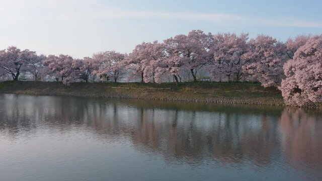 池に映り込む満開の桜並木（ズームイン）：長野県伊那市高遠『六道の堤』にて撮影