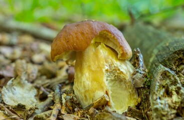 Grzyb prawdziwek las jesień © Piotr