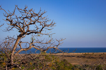View of a tree without leaves with shoreline in background