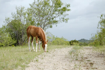 Young horse grazing Texas landscape by gravel path during summer on farm.