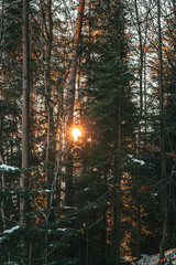 Zachód słońca , las, światło