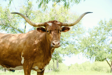 Texas longhorn cow close up looking from under shade of tree in summer sun.