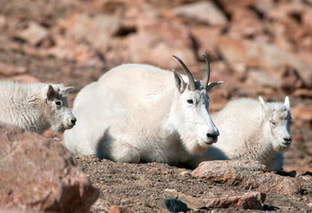 Mountain Goat Family resting at Yellowstone National Park, Wyoming. USA