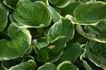 The green leaves of Hosta plant in summer garden