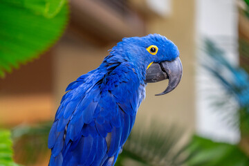 Hyacinth Macaw