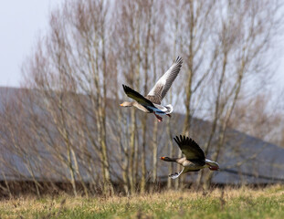 Greylag geese’s in flight.