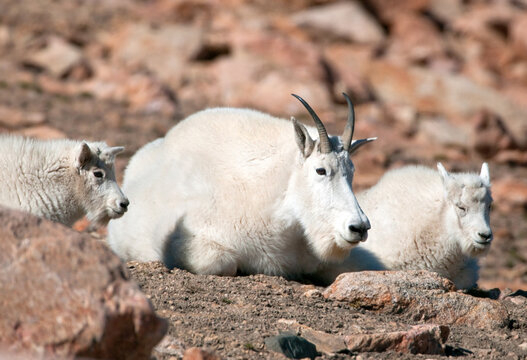 Mountain Goat Family Resting At Yellowstone National Park, Wyoming. USA