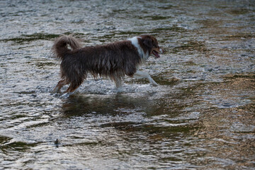 A young Australian Shepherd swims and rejoices in the water
