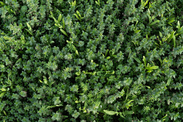 Fototapeta premium textura cenital de bosque de urtica verde