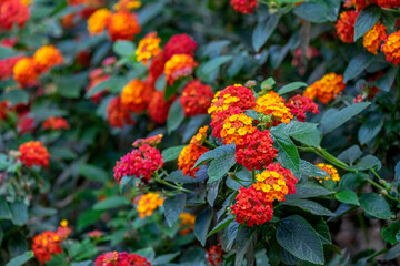 Lantana flowers
