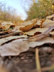 fallen autumn leaves