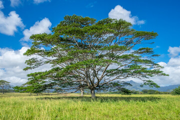 Monkeypod tree, Kauai, Hawaii, USA.