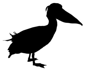 pelican bird silhouette vector