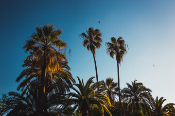 palm trees at sunset