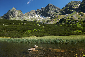 Fototapeta na wymiar Scenic panoramic view of mountains landscape with a duck on a lake
