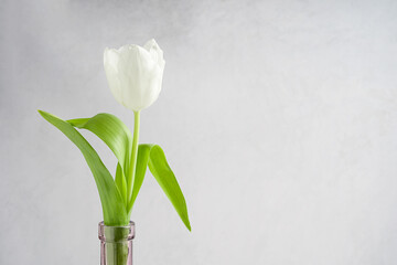 White tulip flower head with green stem and leaves in glass transparent carved purple bottle or vase against gray concrete background as a gift in spring season. Image with copy space, horizontal