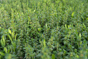 Obraz premium textura cenital de bosque de urtica verde