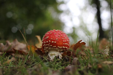 a little red fly agaric mushroom closeup with a green background with bokeh in the background in the forest in autumn