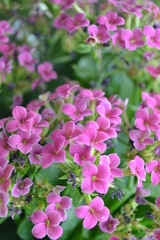 Moments before Spring has sprung. 