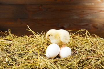 little chick is on the hay with eggs on a rustic wooden background. 